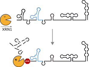 The 5'-3' exoribonuclease XRN1 is stalled by an xrRNA element (blue) located in a viral 3'UTR